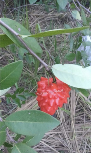 Guanabana Fresa (miniatura) 1 Arbolito Enano Para Maceta 