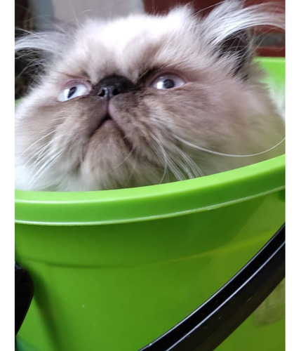 Imagen 5 de 6 de Gatos Persa Himalayos Eje Cafetero