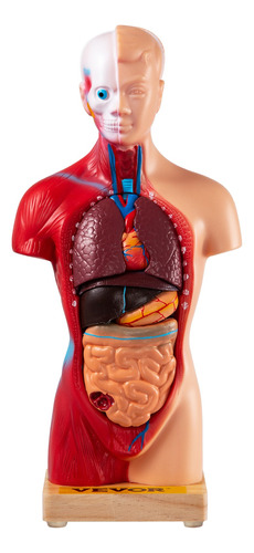 Vevor Modelo De Cuerpo Humano De Anatomía 15 Pcs 11 Pulgadas