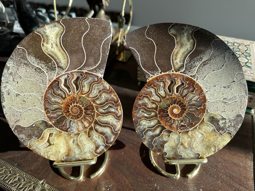 Amonita Madagascar Fosil Ammonite 2 Piezas Premium