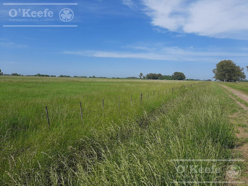 Imagen 9 de 18 de Chacra En Venta De 40 Has - En Saladillo Campo Mixto Con Mejoras