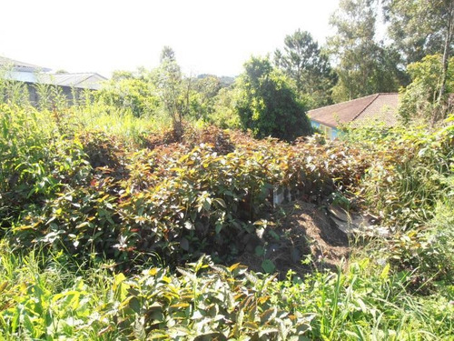 Imagem 8 de 15 de Terreno Para Venda Em Quatro Barras, Jardim Orestes Thá - Te-026_2-175650
