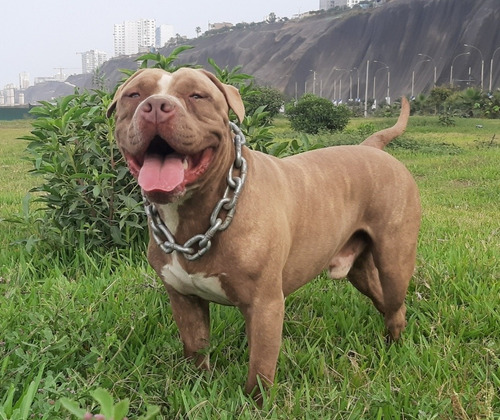 Imagen 1 de 4 de Servicio De Monta Pitbull (o Fusion Bully)