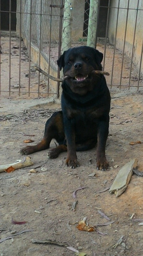 Filhotes De Rottweiler (pedigree)