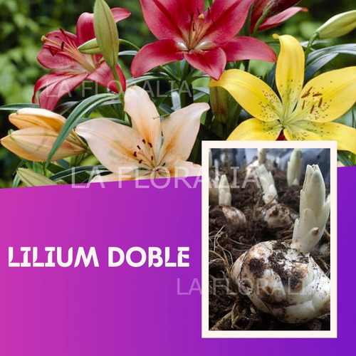 Bulbo De Lilium Asiatico/oriental Importado De Holanda X5 | MercadoLibre