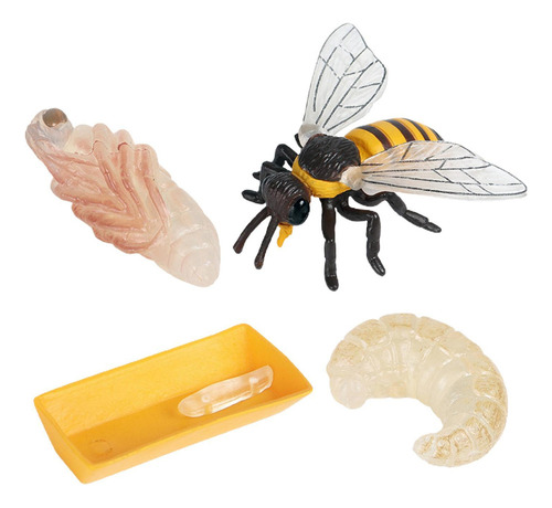 ` Life Cycle Of A Bee, Insect Life Cycles