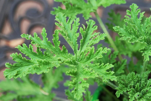 Citronela, Belgata, Citronella, Geranio Limón E4