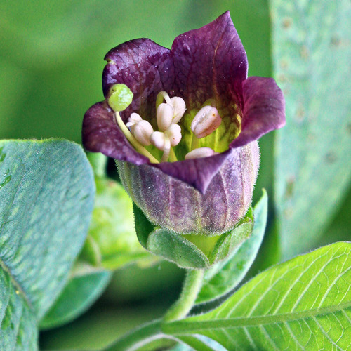 Flor Beladona Atropa Belladonna Sementes P Muda Frete Rápido