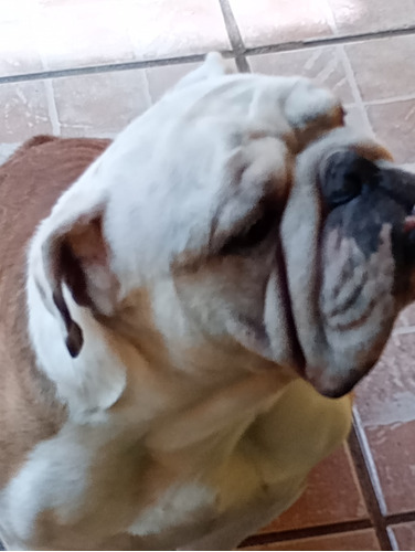 Vendo Bulldog Ingles Macho Hijo De Campeón Argentino 