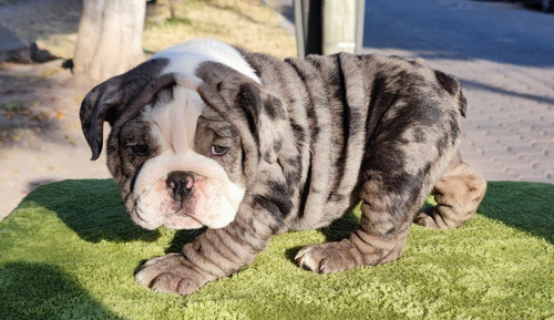 Catálogo De Bulldogs
