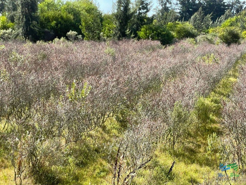 Imagen 8 de 17 de Única Chacra Con Producción De Arándanos En Laguna Del Sauce - Zona Rural Zona Rural