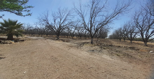 Terreno Con Nogales En Venta En San Pedro De Las Colonias, Coahuila