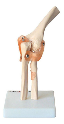 Articulação Do Cotovelo Com Ligamentos Esqueleto Anatomic