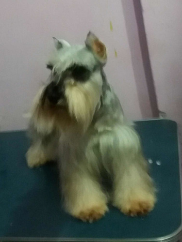Schnauzer Realmente Minis