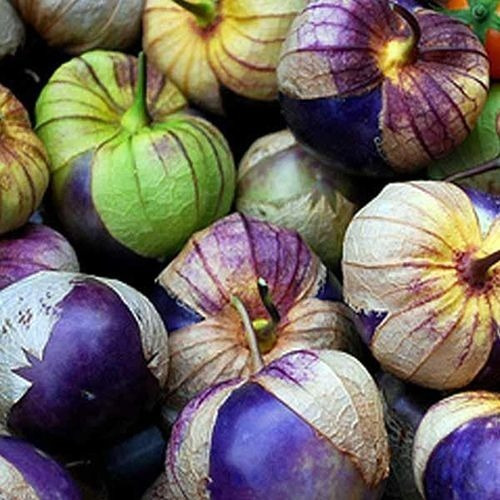 Semillas De Tomatillo Purpura