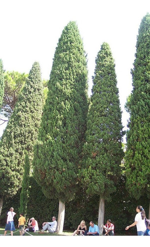 40 Sementes De Cipreste Italiano Para Mudas Árvore Ou Bonsai