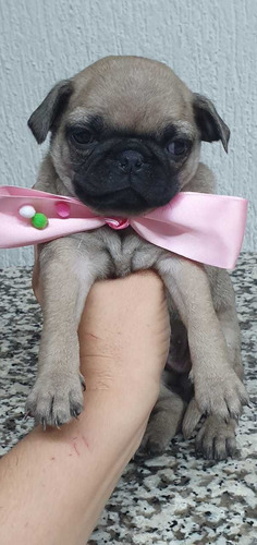 Bonitos Pug Cachorros Hermosos