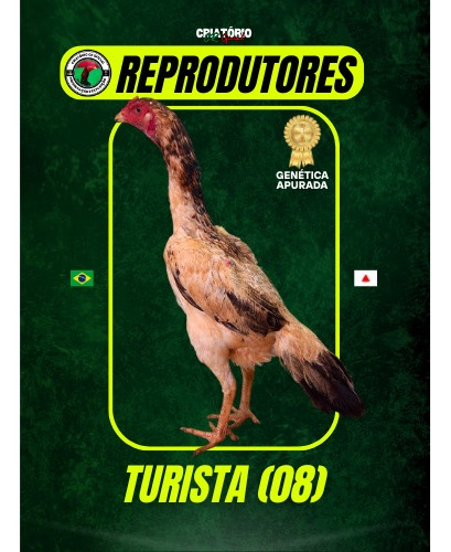 15 Ovos Galados De Galo Mura Costeiro E Barrigueiro