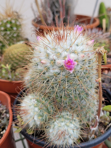 Cactus Mammillaria Bombicyna. Cactus Nevado. Cactus Colecció