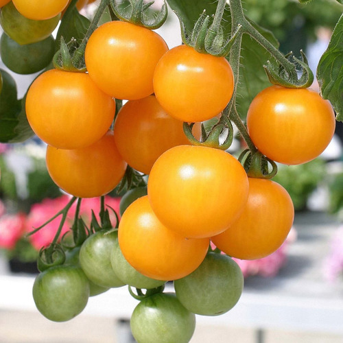 20 Semillas De Tomate Cherry Amarillo Colgante Yashi Cereza