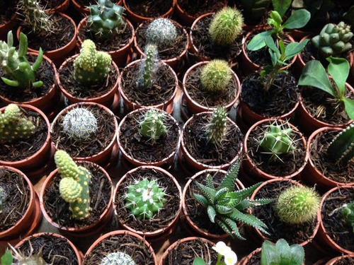 Cactus Con Suculenta Miniatura Oferta Mas Costo De Envío 