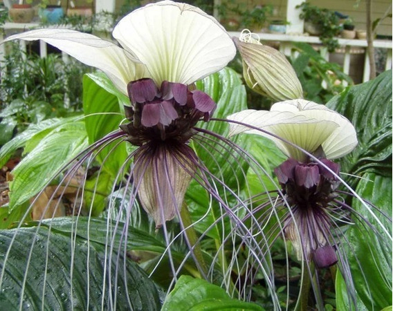 1 Tacca Integrifolia - Flor Murcielago Blanca Real Orquidea | Meses sin  intereses