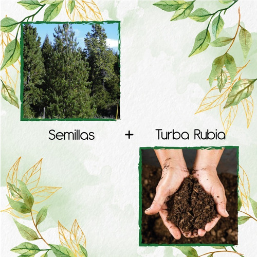 5 Semillas De Pino Pátula + Turba De Germinación