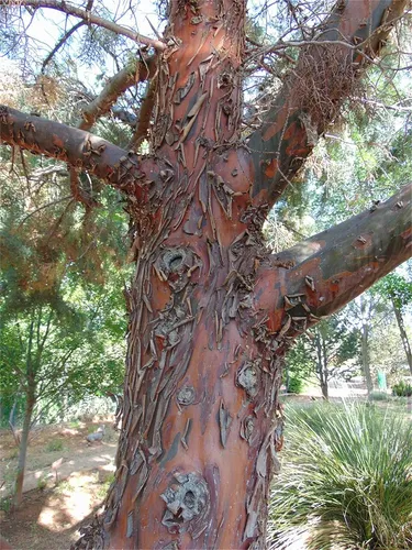 comprar Semillas De Arbol De Plantas Raras Mas De 100 Semillas De Ci