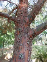 Comprar Semillas De Arbol De Plantas Raras Mas De 100 Semillas De Ci