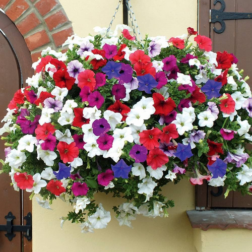 50 Semillas De Petunias Mix Colores