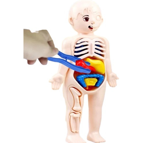 Mini Modelo Anatómico Aprendizaje 13 Pzas