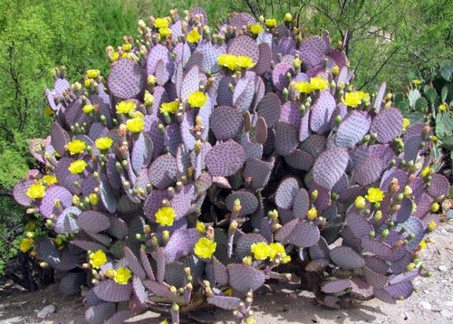 25 Semillas De Cactus Morado