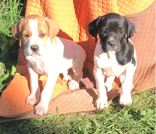 Cachorros Pointer