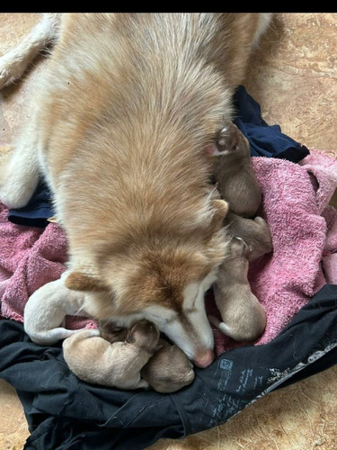 Husky Wooly Hermasos Cachorros 