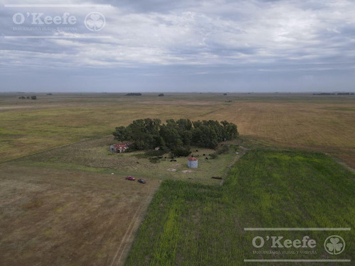Imagen 13 de 20 de Campo De 155 Has En Venta En Benito Juarez - 100 % Agrícola