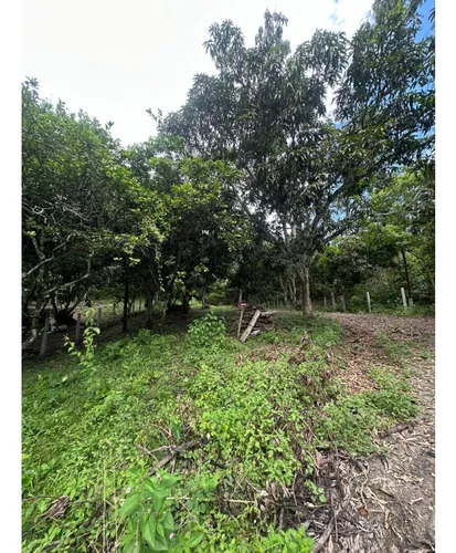 Lote En La Mesa Vereda El Palmar
