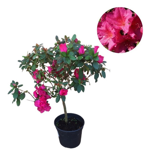 Muda Azaleia Árvore Bonsai Rosa. | Parcelamento sem juros