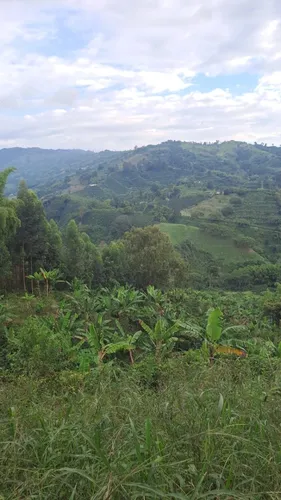 Vendo Finca Productiva En La Vereda La Capilla De Santa Rosa De Cabal 27 Cuadras O 17 Hectareas