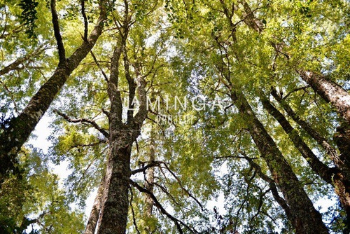 Agrícola En Venta En Panguipulli