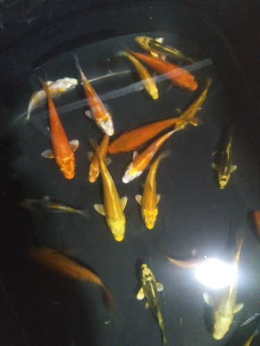 Peces Carpa Koi De Buena Línea Desde 10 A 14 Soles 