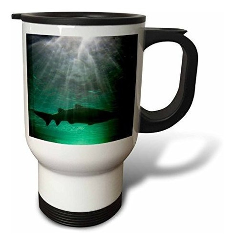 Vaso - 3drose Australia, Nsw, Sydney, Gray Nurse Shark Tank 