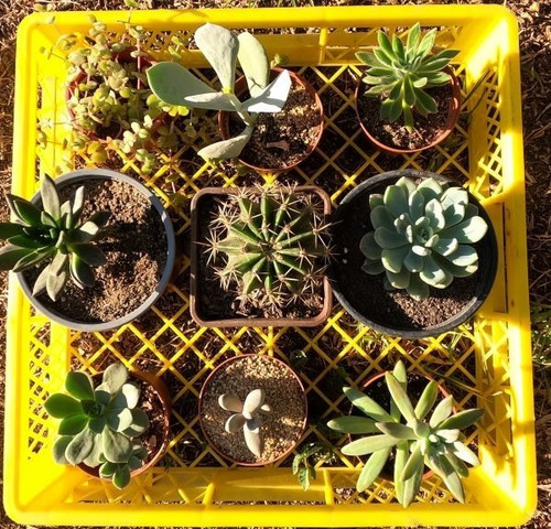 Suculentas Y Cactus Pack 5  Yita Little Garden 