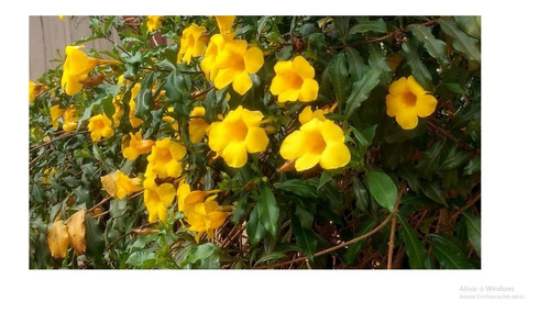 35 Sementes De Alamanda Amarela Para Mudas - Flor Cerca Viva | MercadoLivre