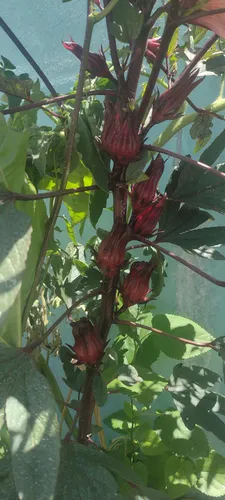 90 Semillas Hibiscus Te Jamaica Estratificadas Germina 95% !