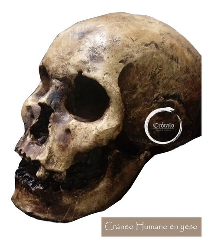 Artesanía Cráneo / Calavera Humana Skull Realista Halloween