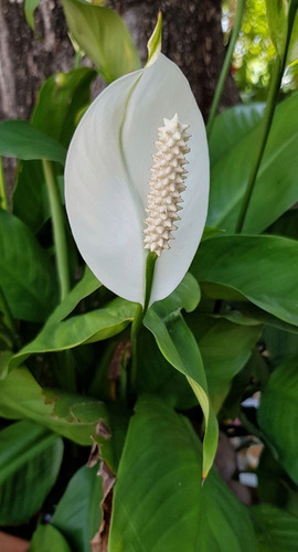 10 Semillas De Anthuriums Blanco