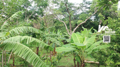 Imagen 5 de 8 de Se Vende Finca Con Casa En Masaya