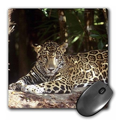 3drose Llc 8 X 8 X 0.25 Jaguar De Belice En La Reserva De Ja