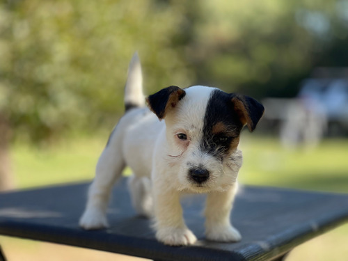 Jack Russell Terrier Macho