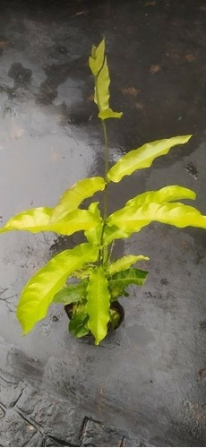 Petrea Enredadera